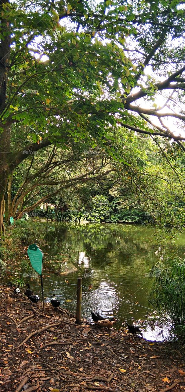 life green, beautiful botanical garden
