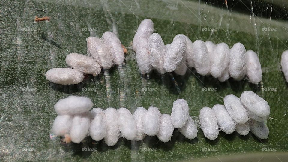 Insect eggs