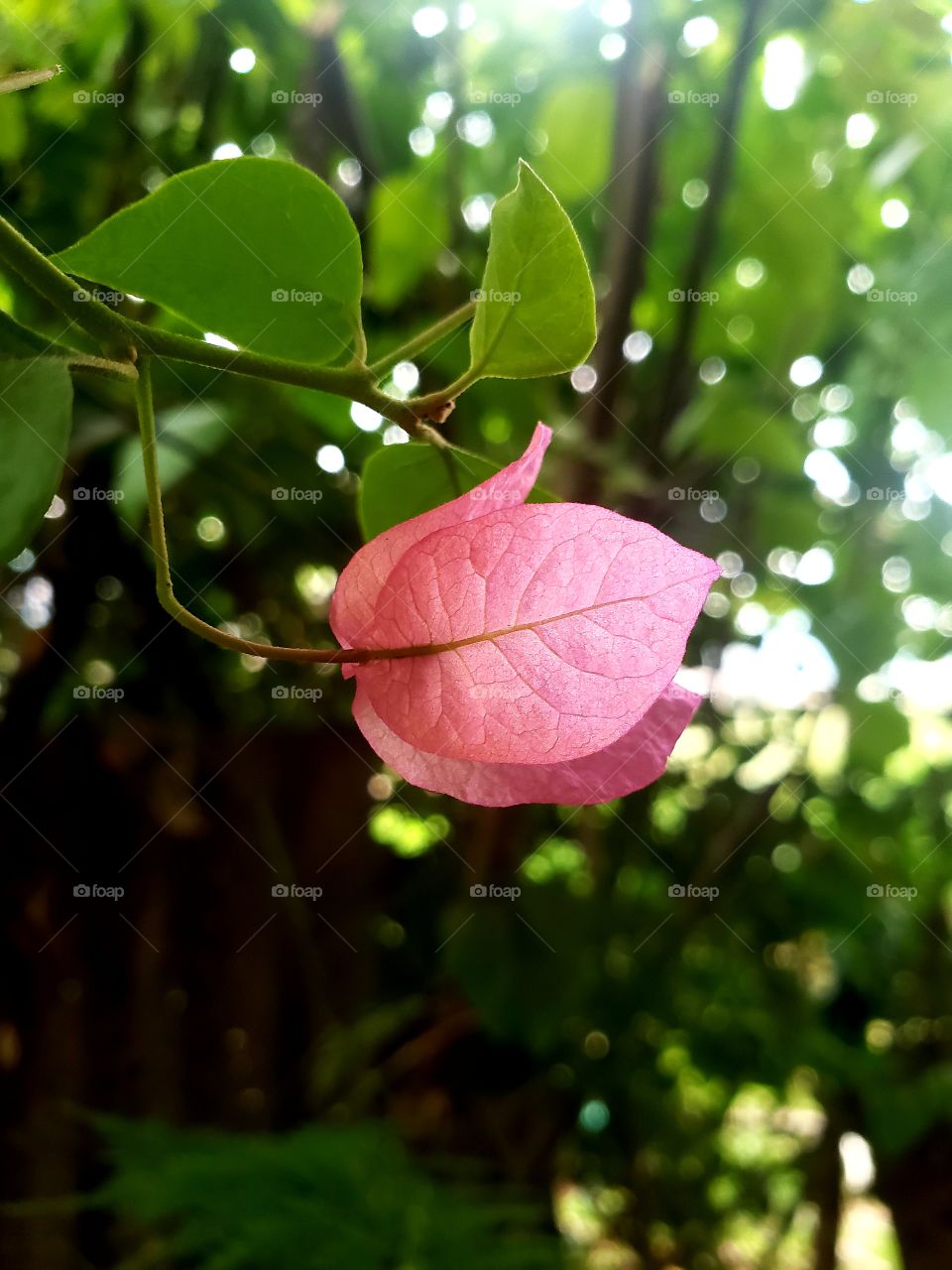 beautiful pink flower natural looking