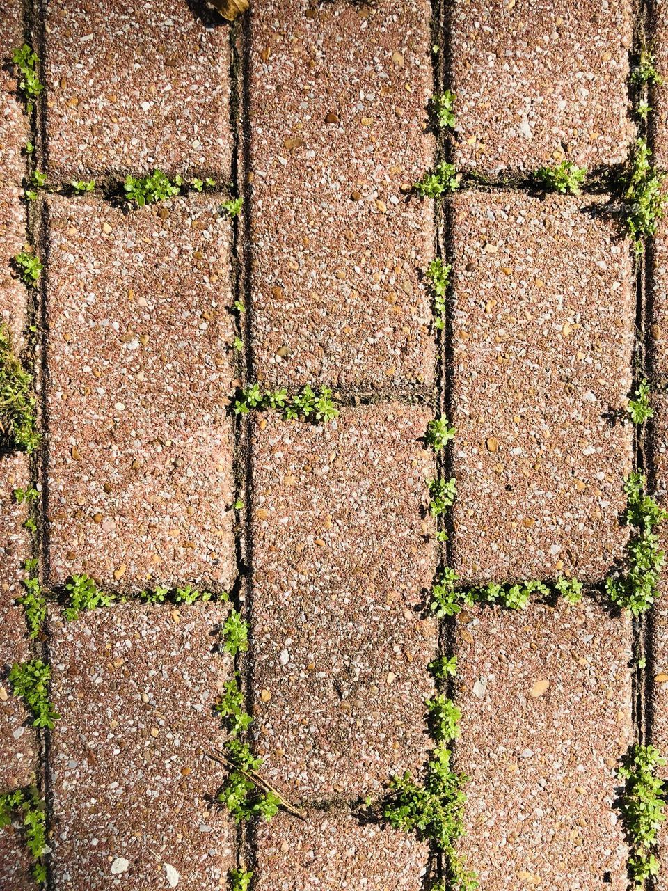 Full frame closeup of low growing green plant filling in the crevices of a reddish stone walkway