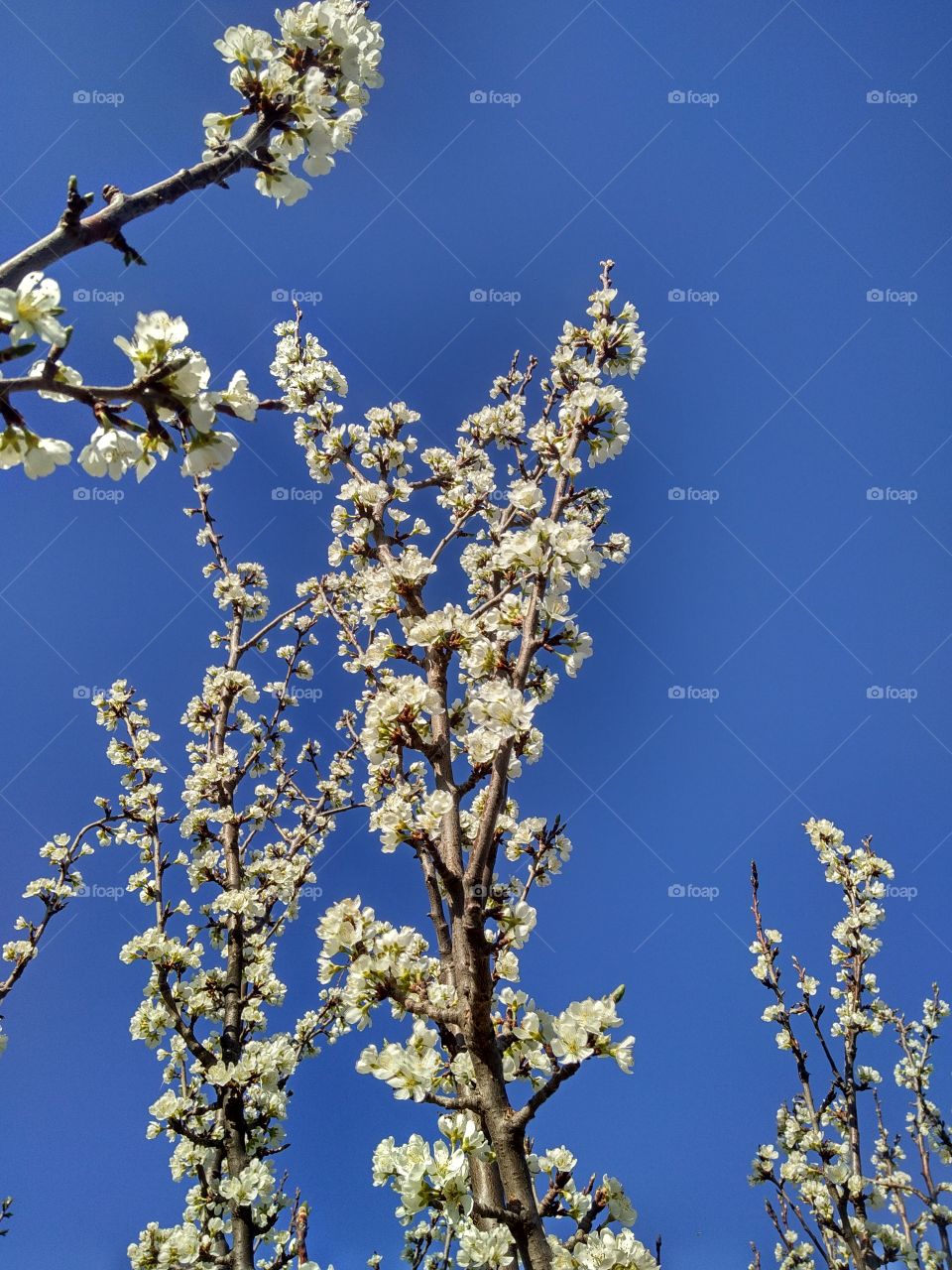 beautiful sрring flowers of sрring plum blossom, flowers on a blue background, against the sky, blue sky, spring day