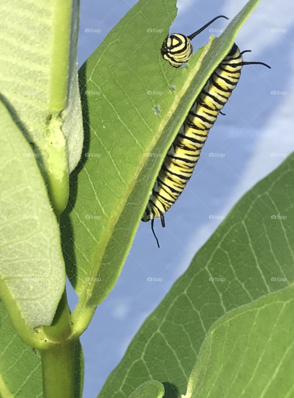 Monarch butterfly caterpillar crawling on a Milkweed leaf 