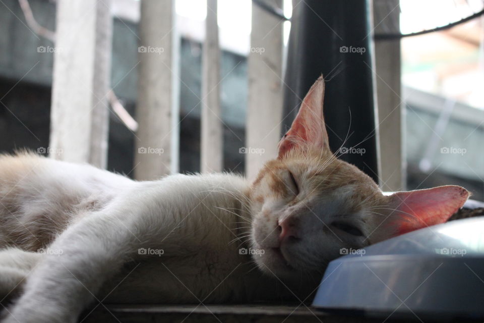 My cat, Muning, sleeping. He usually uses the base of the electric fan as his pillow.