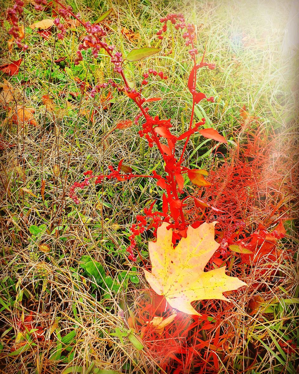 red spray-painted weed with fall leaf