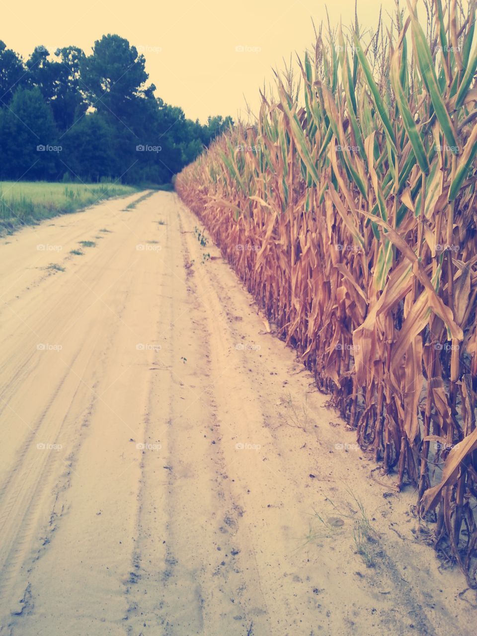 corn field. countryside