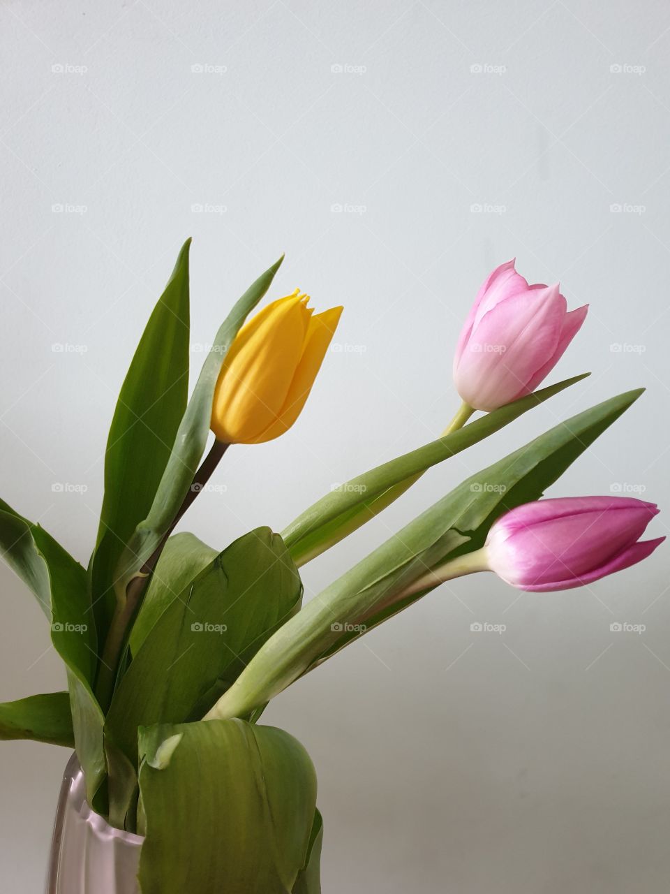 #tulpan