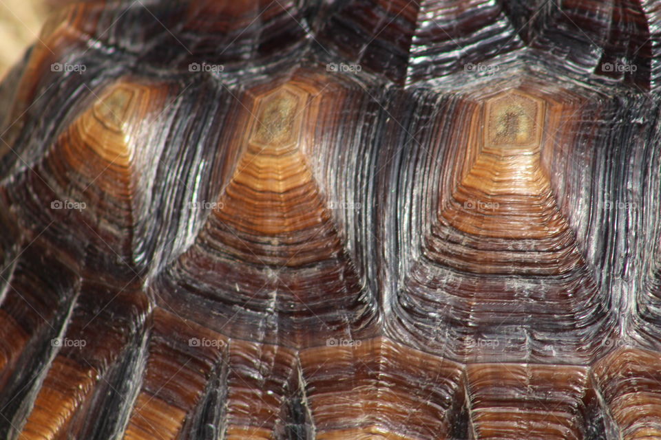 tortoise shell