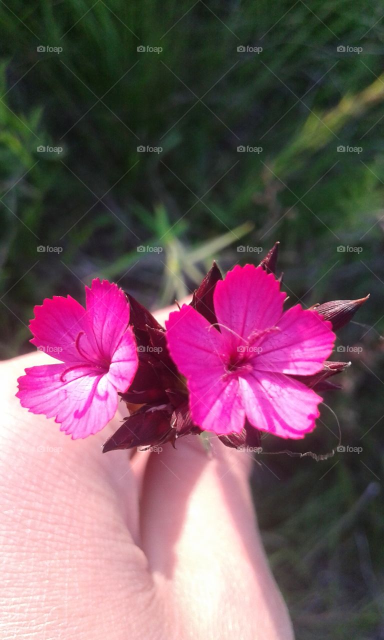 Flowers