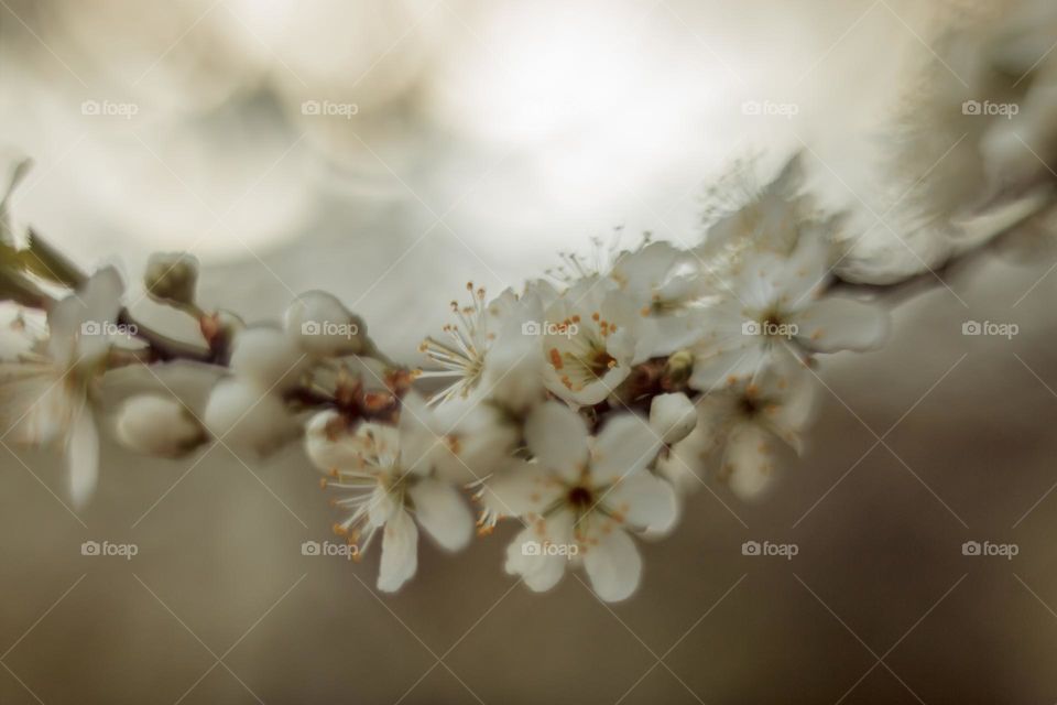 Cherry tree blossom, macro, soft focus 