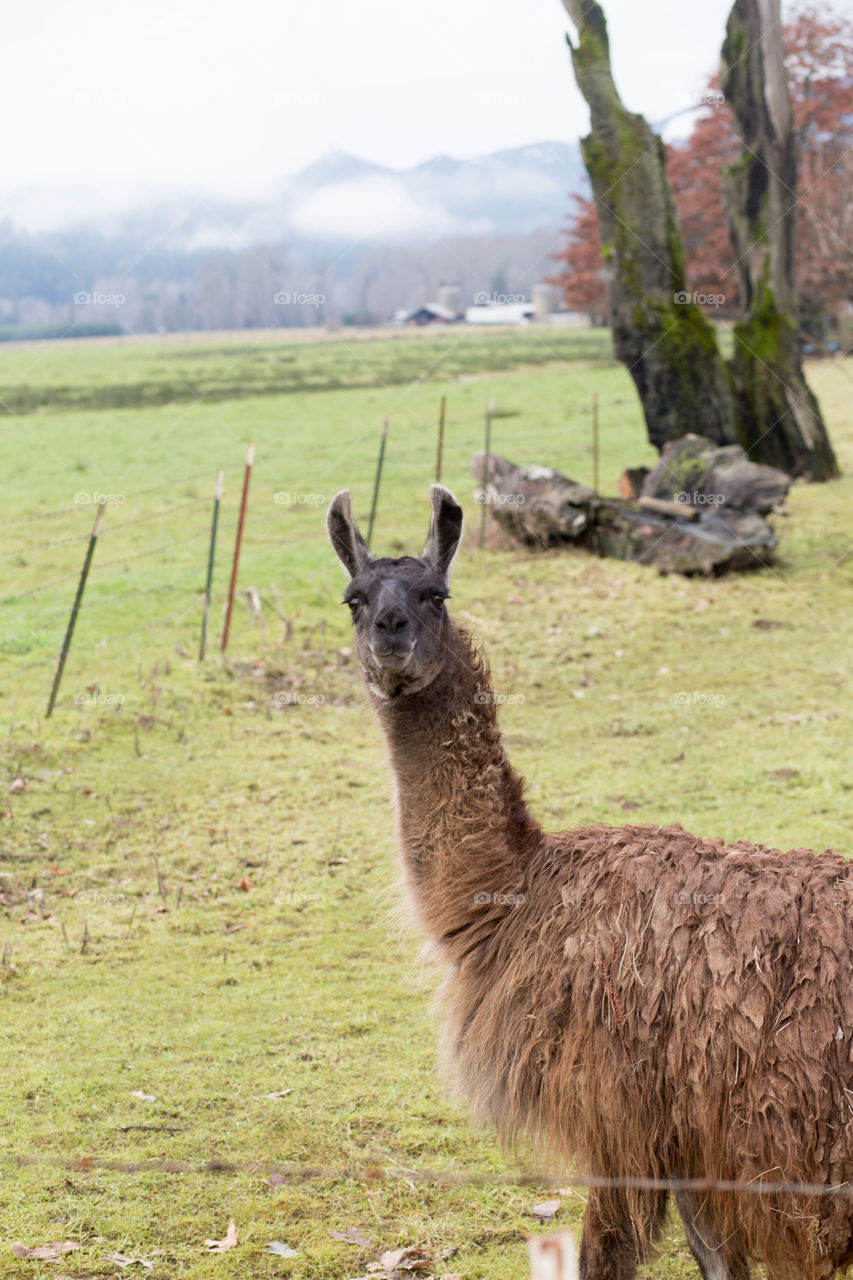 llama