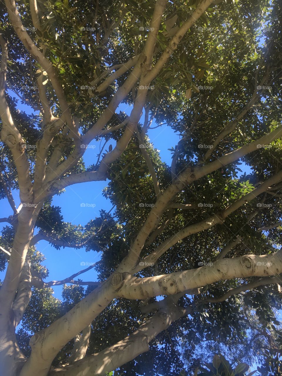 Under a beautiful Banyan tree!