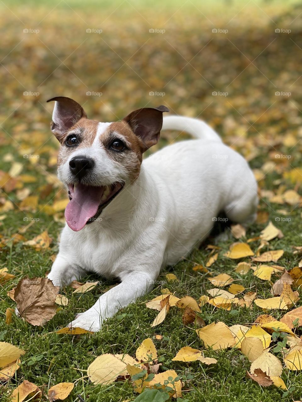Jack Russel resting after long walk