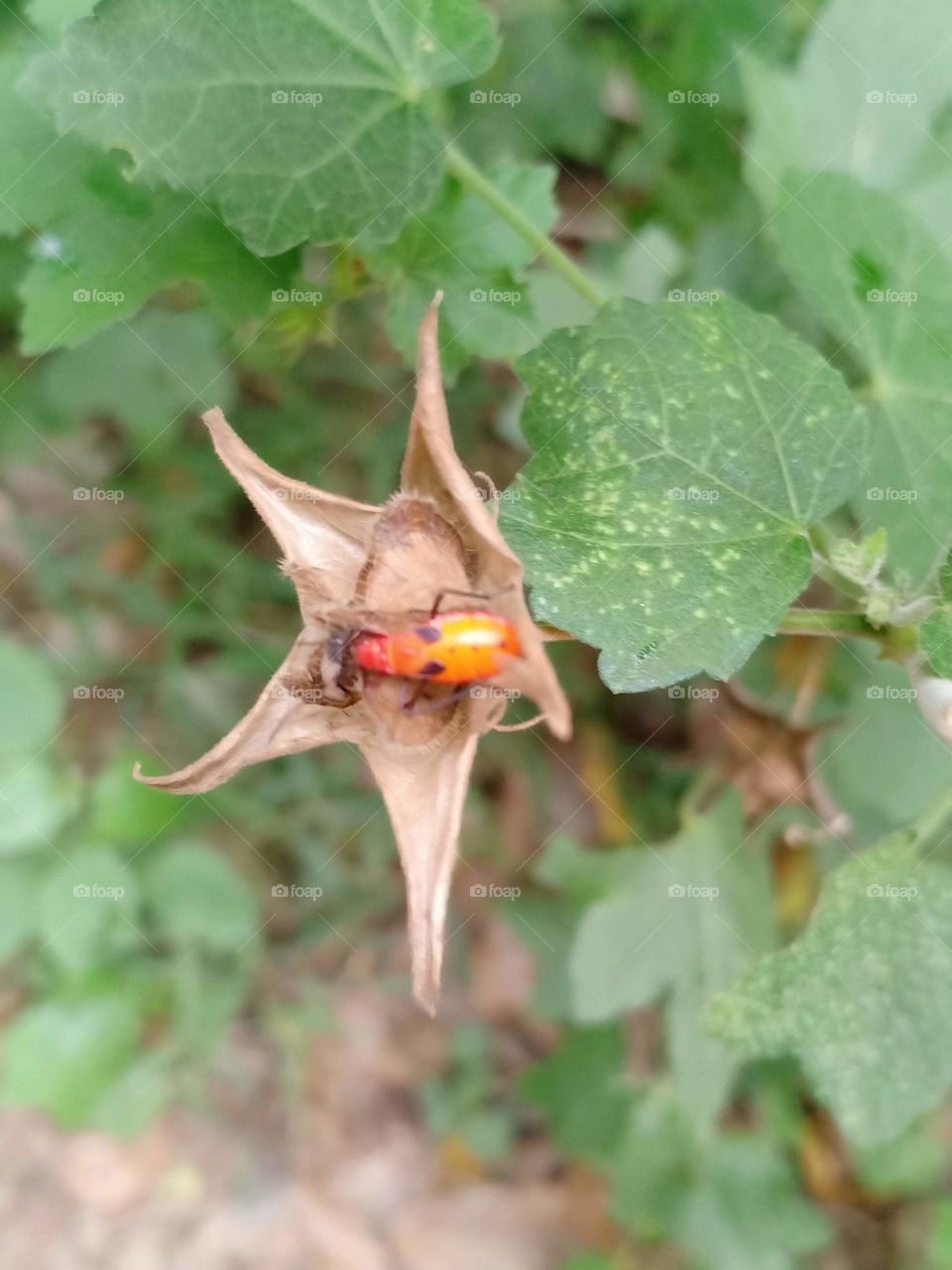 guardian of my plant