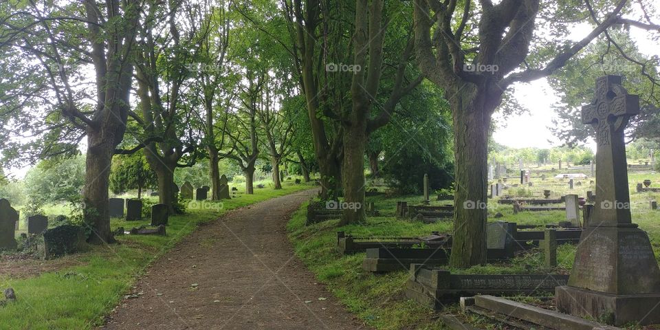 curving tree lines path sorrounded by tombstone in graveyard