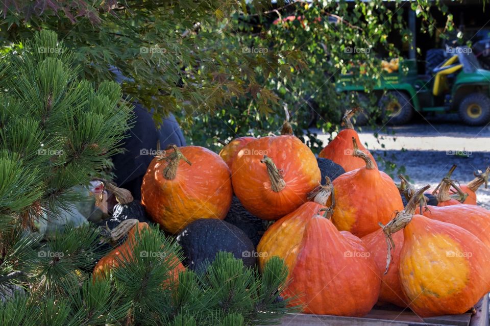 Colorful pumpkins