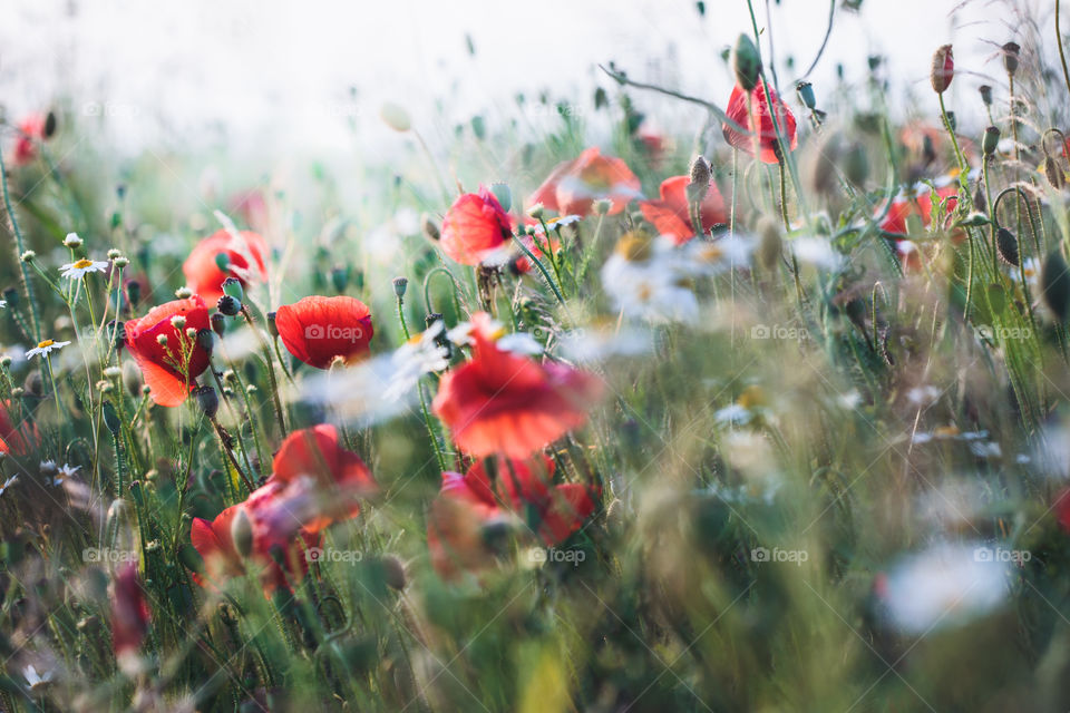 Poppies flowers and other plants in the field. Flowery meadow flooded by sunlight in the summer