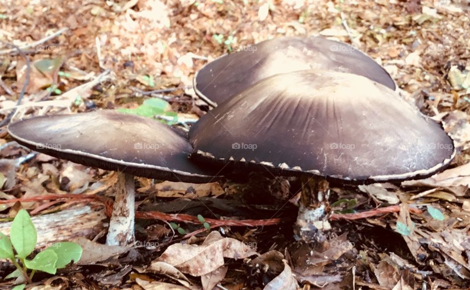 Mother Nature exhibiting perfection in the South Georgia woods through the growth of a trio of mushrooms, minus the misplacement of an orange hay string.