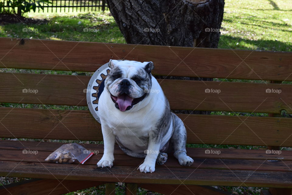 Bulldog sitting on wooden bench