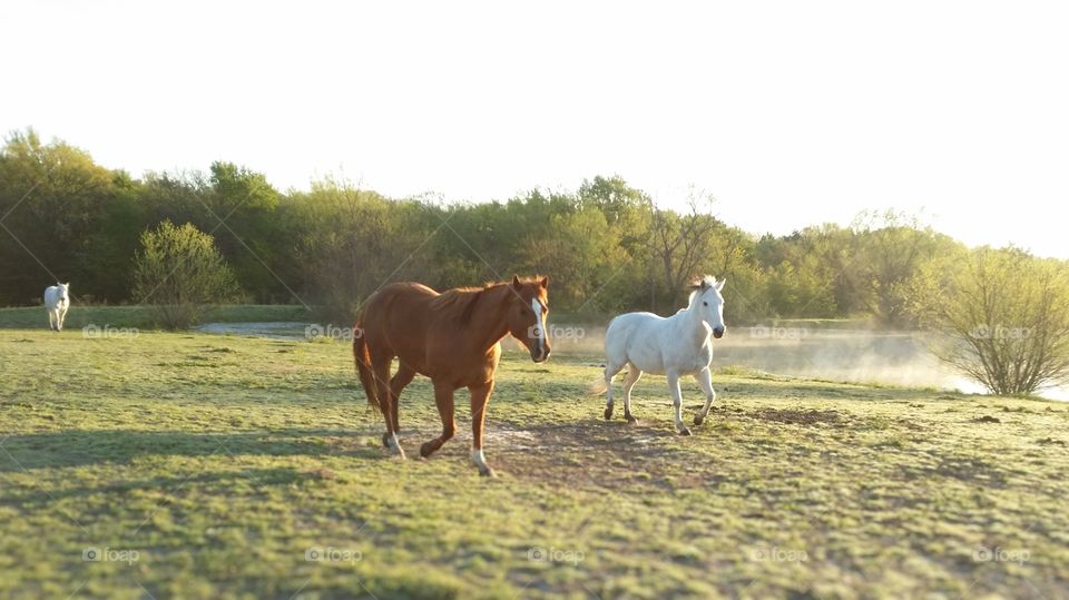 A sorrel horse and two gray horses running in a pasture by a pond with trees on a foggy early spring morning