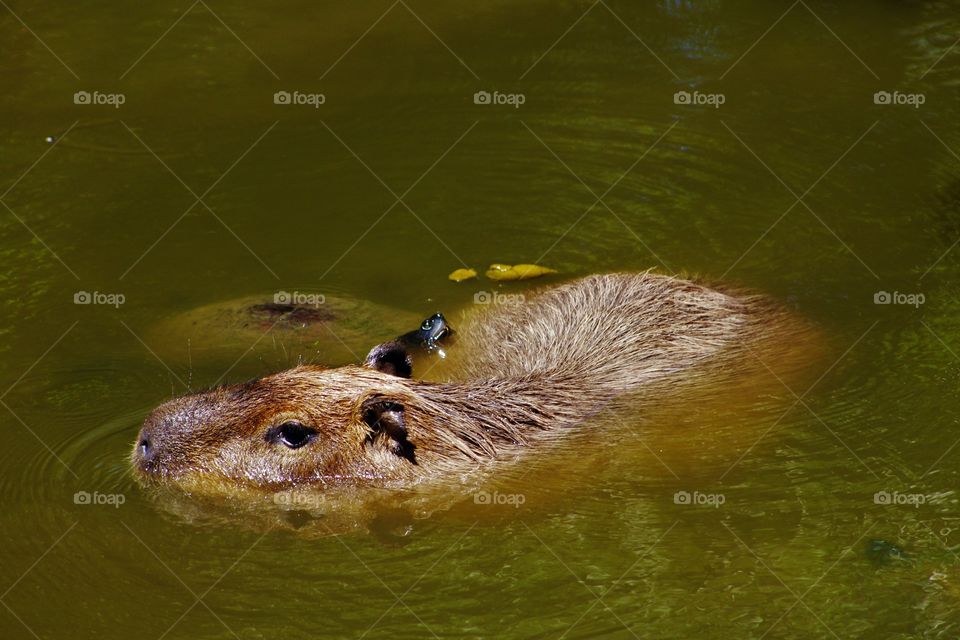 capybara and turtle friends