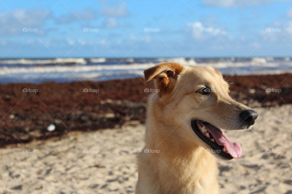 A dog sitting on beach