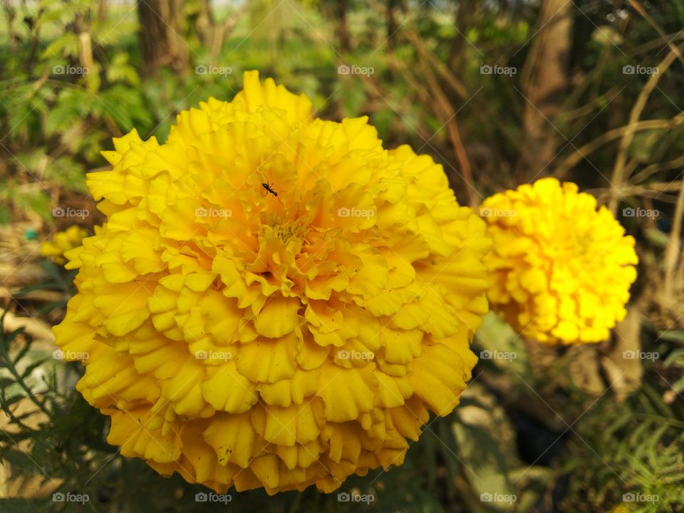 marigold flower in the morning sunshine looks beautiful