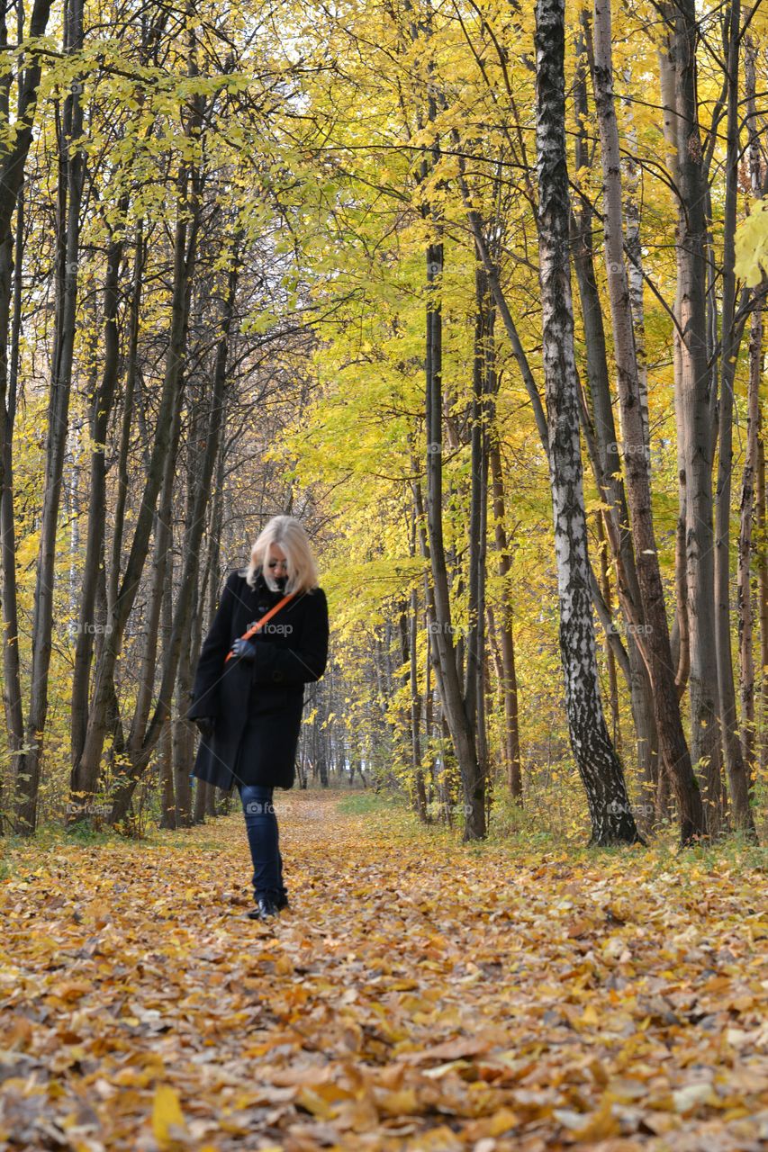 Fall, Wood, Leaf, Tree, Season