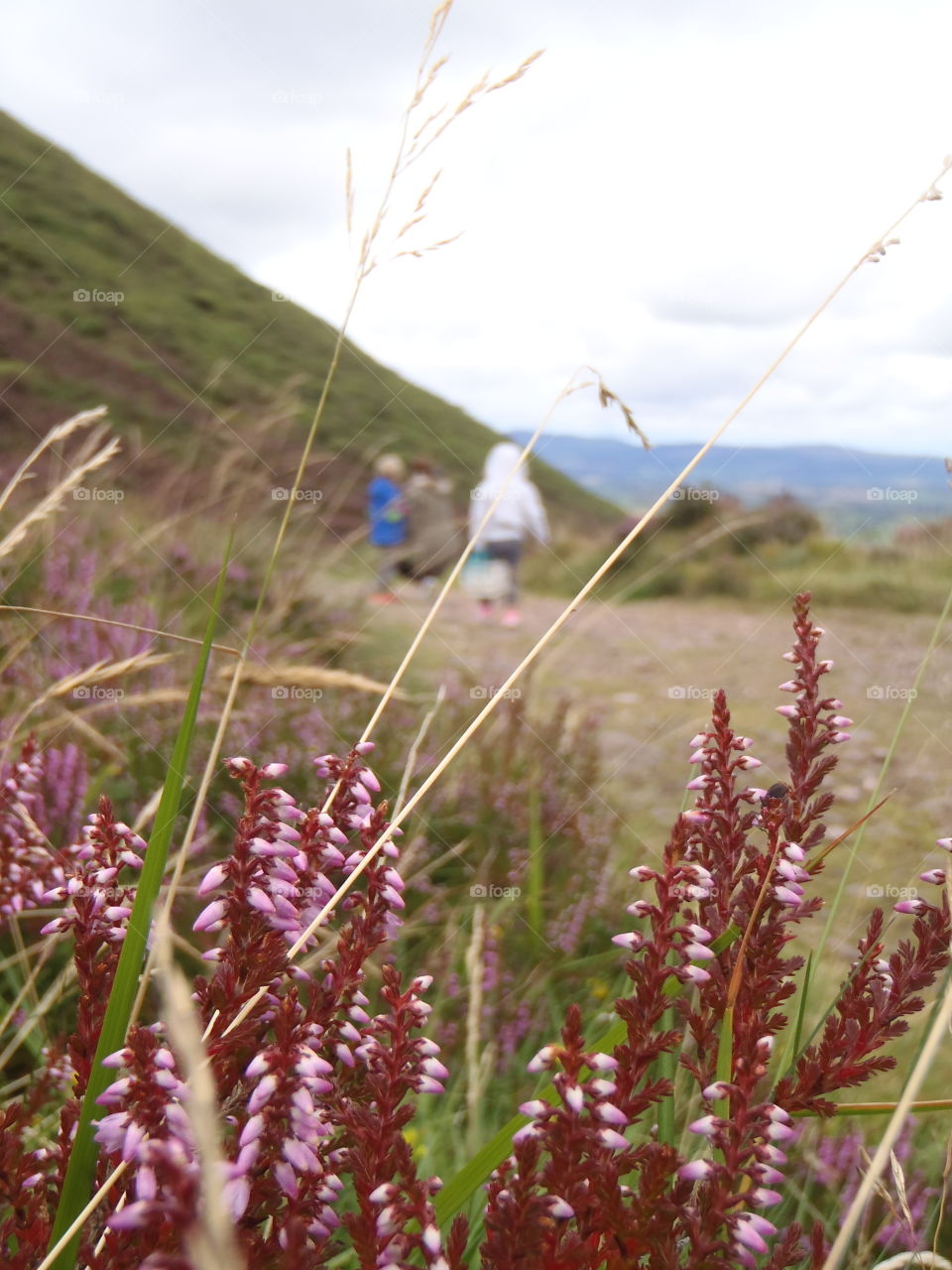 Off for a picnic . In Ireland 