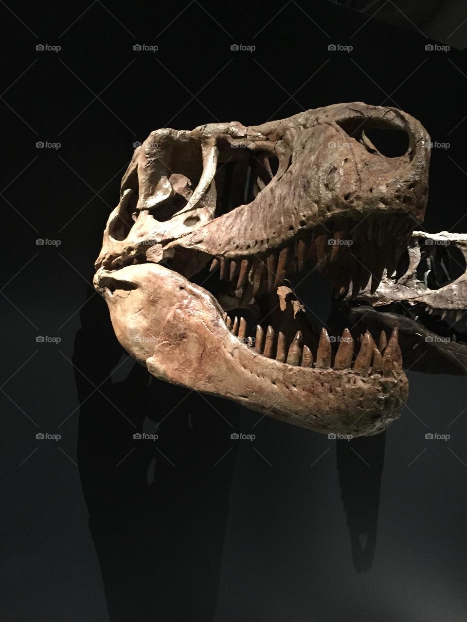 Dinosaur Skull,  showing its teeth