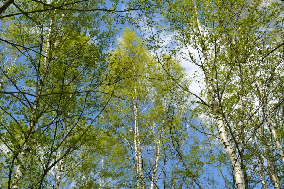 Tree, Nature, Wood, Branch, Landscape