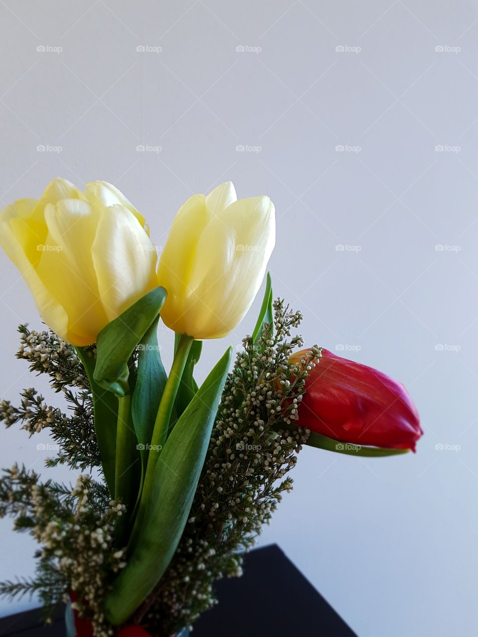 Nature, Flower, Easter, No Person, Tulip
