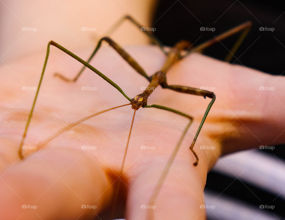 walking Stick bug