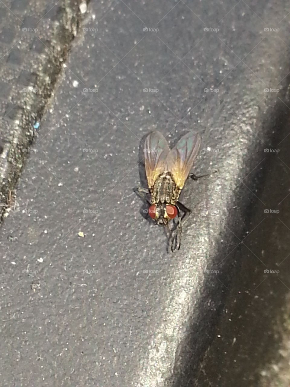 fly with big red eyes. just sitting in my car and this little fly came to visit