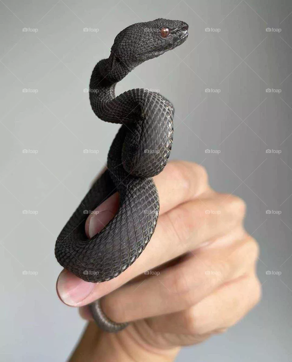 Venom
