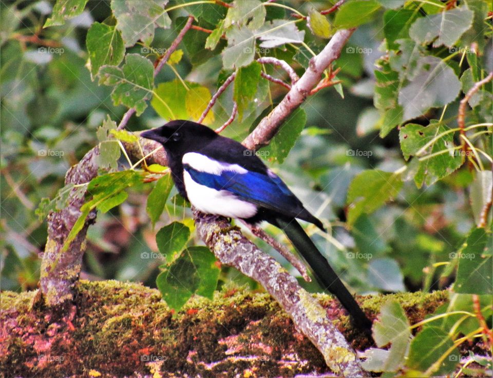 Magpie