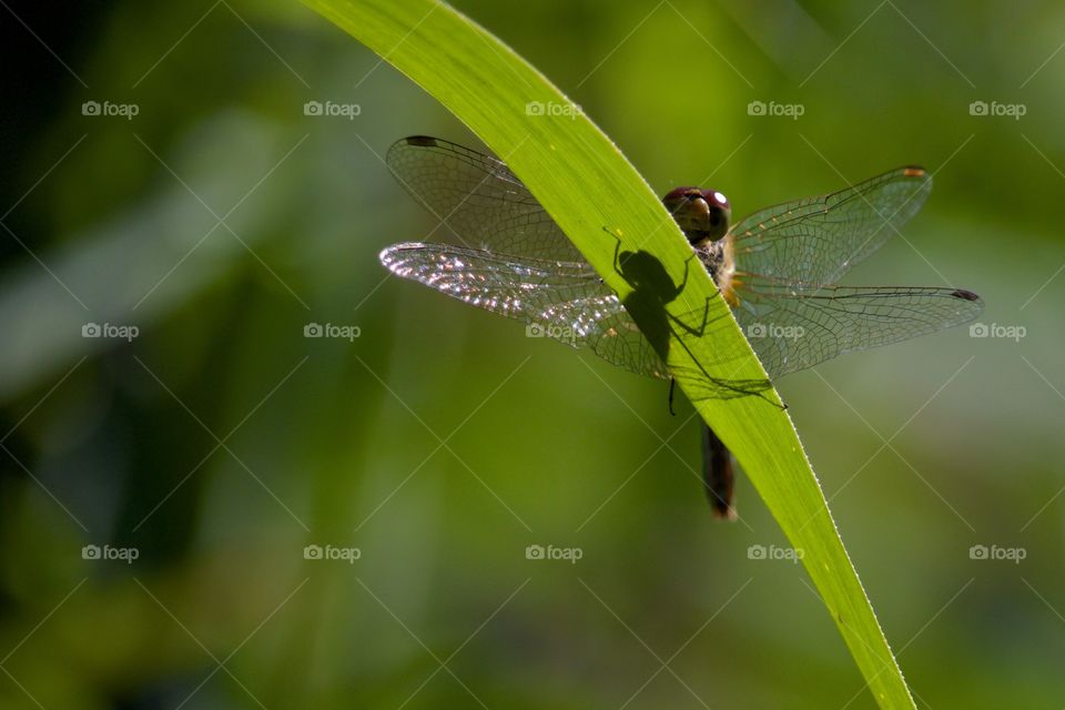 Close-up of a dragonfly on leaf