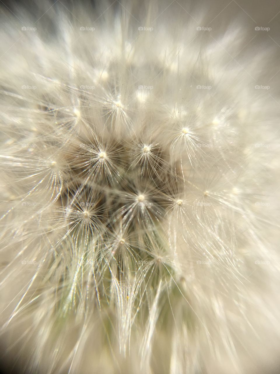 Dandelion