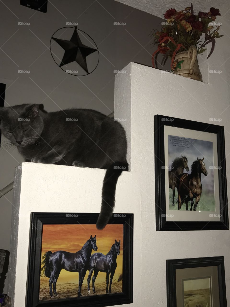 Who needs horse are when you have a Russian blue 