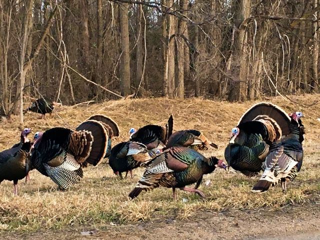 Turkey time