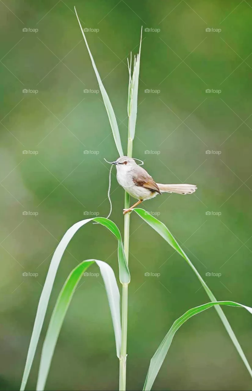 bird
