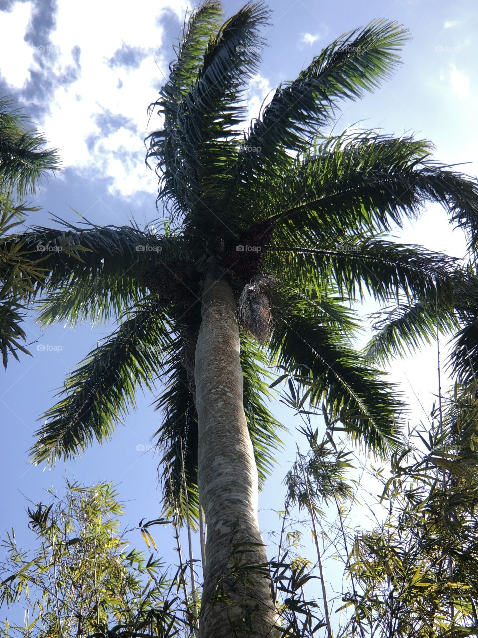 Palms