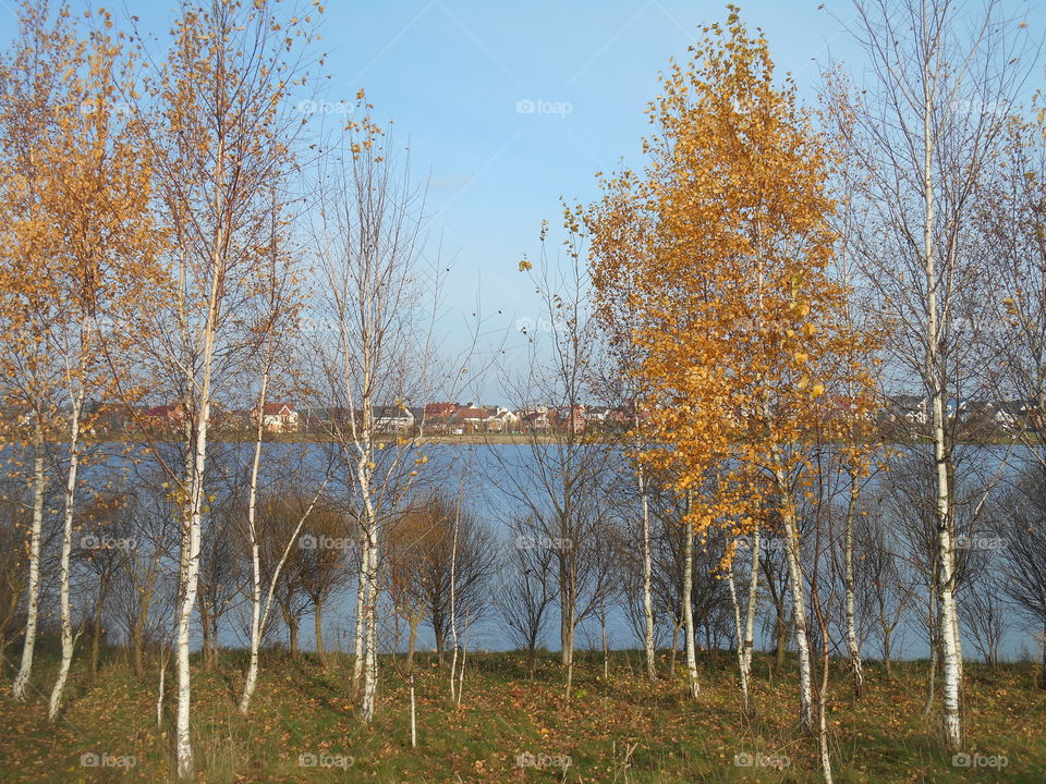 Fall, Tree, Wood, Birch, Leaf