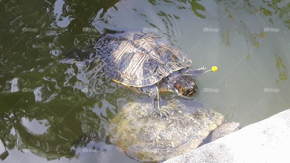 Best friends turtles