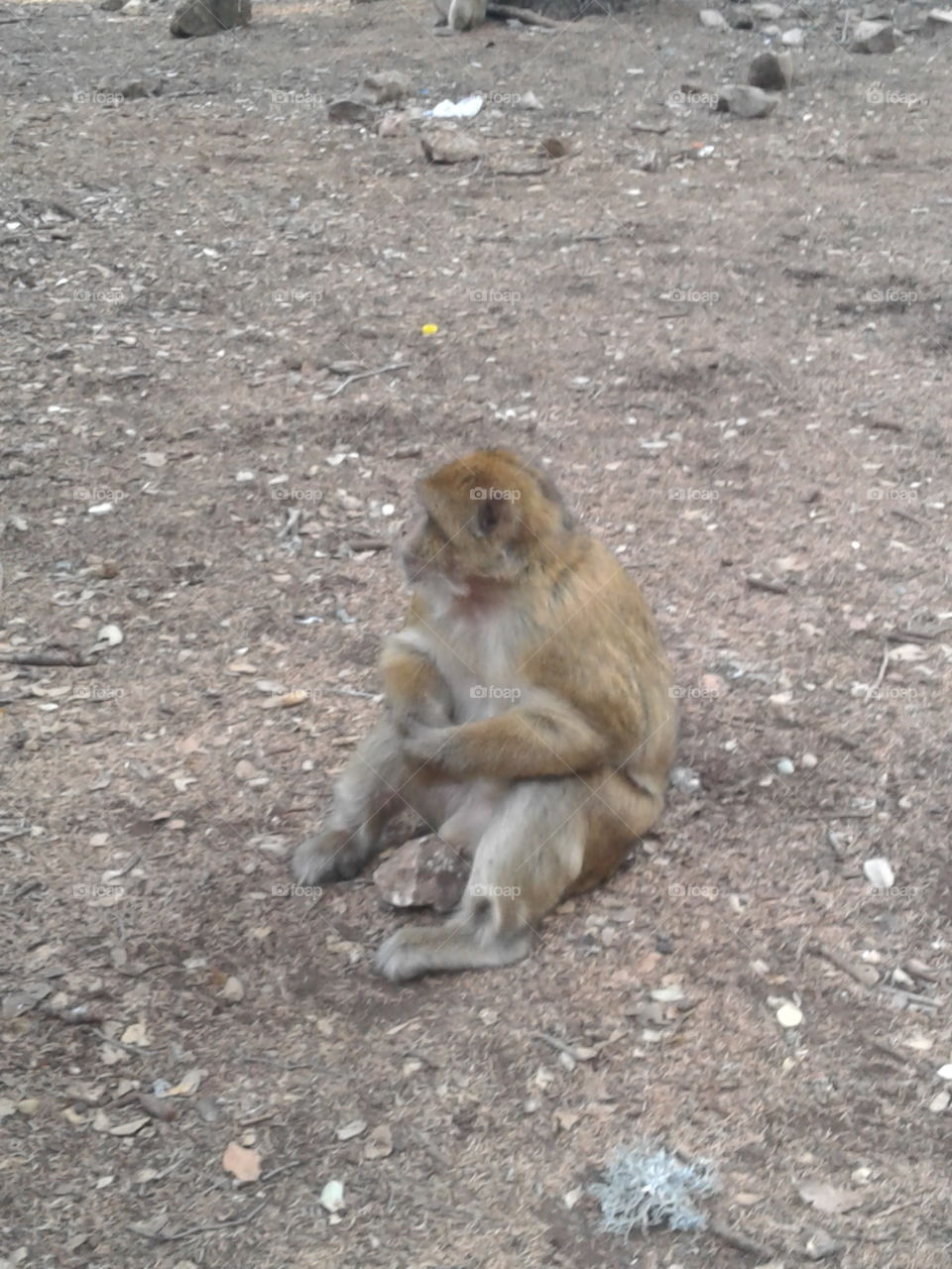 moroccan monkey