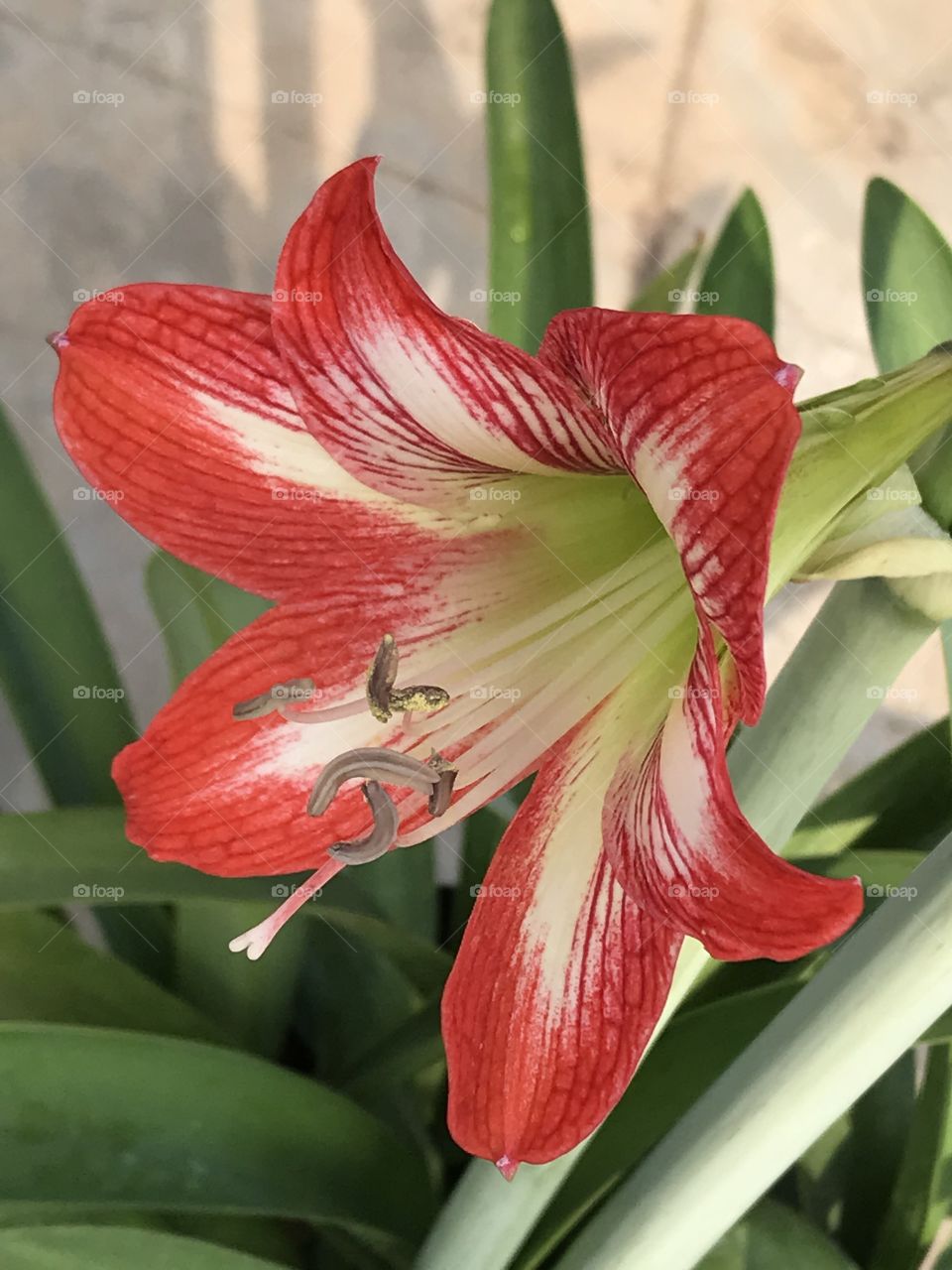 Red lily