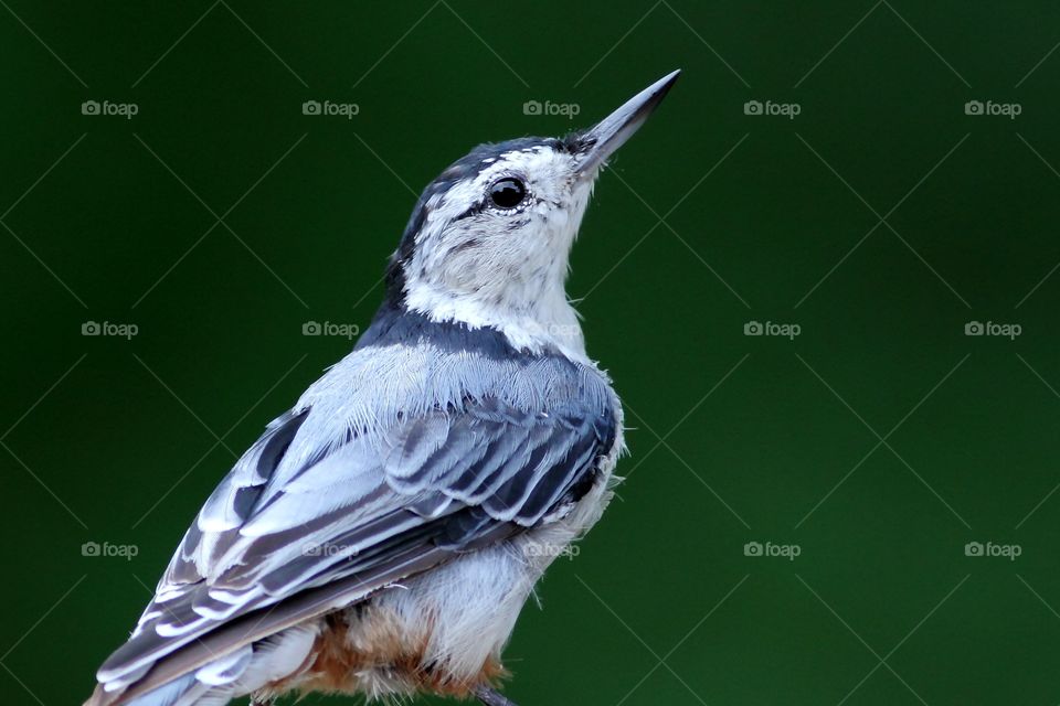 White Breasted Nuthatch