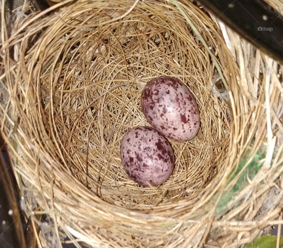eggs in the nest