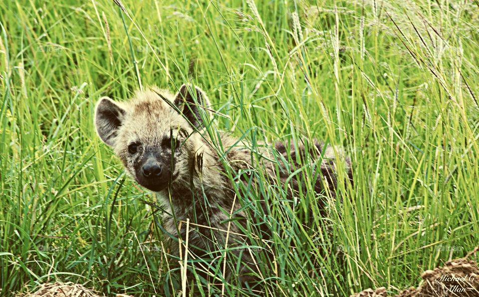 Hyena pup