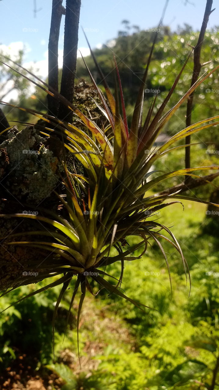 NATURE NATURAL PFLANZENWELT FLOWER FLORA GARTEN