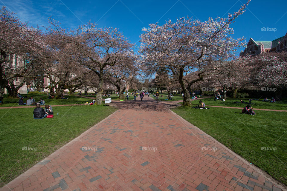 Tree, Park, People, City, Flower